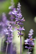 macro photo of purple flowers meadow