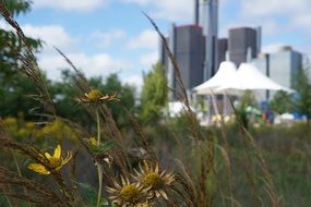 wild flowers on the view in Detroit