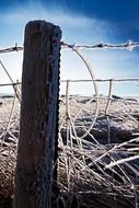 Morning frost on the fence