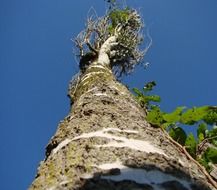 Landscape of high tree
