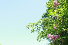 fresh and beautiful flowers in the sunshine