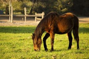 horse on green pasture