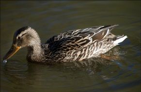 ordinary lake duck