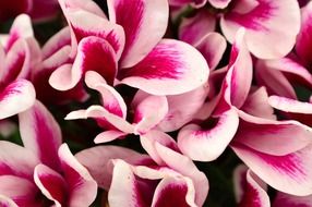 pink cyclamen flower close-up