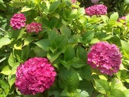 pink hydrangea flowers in the garden