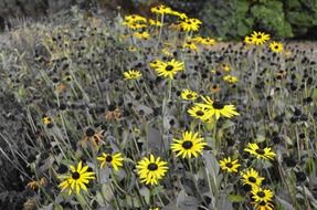 Beautiful blooming yellow black eyed susan flowers on the field