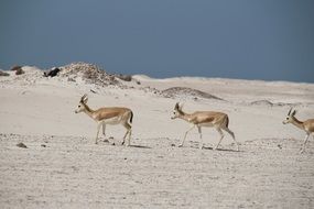 animals in the desert on a sunny day