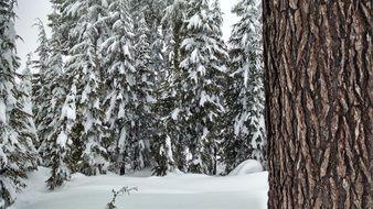 coniferous forest in the snow in winter