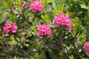 ciliated alpenrosis is a mountain flower