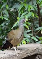 chaco chachalaca
