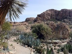 cactus in a desert