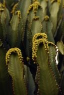 cactus Yellow flower plant nature