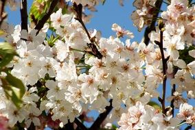 Butterfly on flowering tree branches