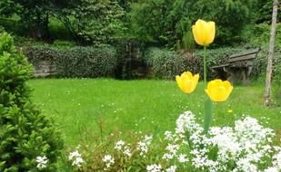 yellow tulips on a green meadow