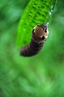 black caterpillar on leaf closeup