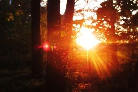 cobweb in the forest in the orange setting sun