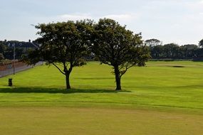 trees on the golf course