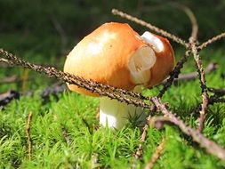 tree branch lies on the mushroom
