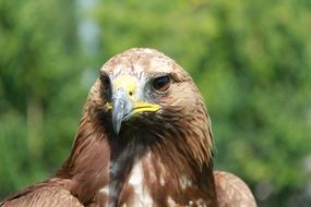 wild bird of prey on blurred background