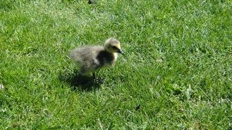 small grey chick of waterfowl on lawn