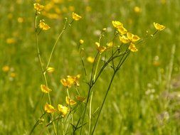 yellow flowers of a buttercup on a meadow close-up on blurred background