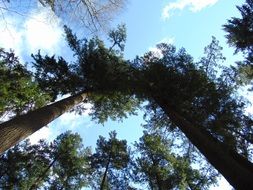 peaks of perennial trees against the blue sky