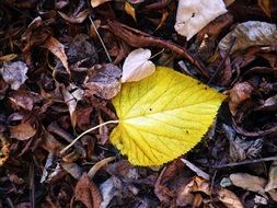 Colorful leaves on the wet ground in autumn