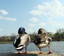 two ducks on the stone wall in front of the lake