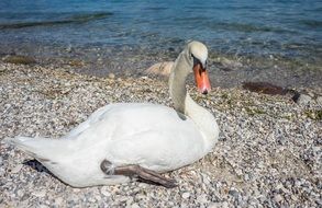 white swan on the lake garda