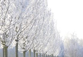 Snowy trees in a row