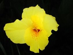 yellow park flower