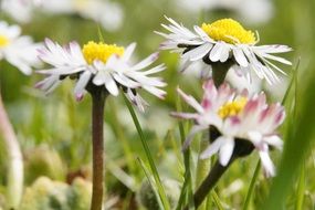 white flowering daisies in the field