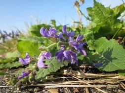 flowering salvia pratensis