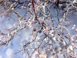 Beautiful, snowy and colorful tree branches in the winter