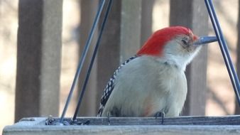 wild woodpecker sitting on a bird feeder