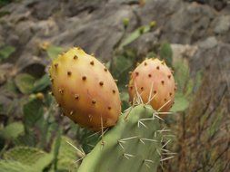 Sardinia prickly pear cactus