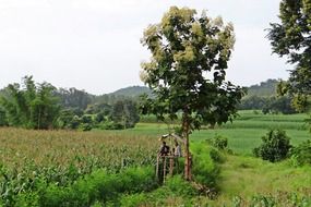 trees near corn fields