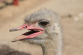head of young ostrich