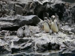 penguins on gray rocks