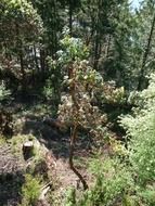 scenic forest thicket on a sunny day