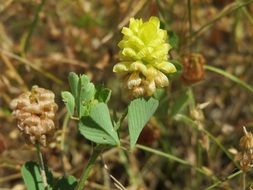 hop trefoil flowers