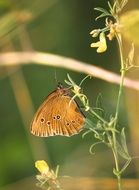 butterfly on a thin green plant in nature