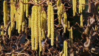 hazel tree catkins close up