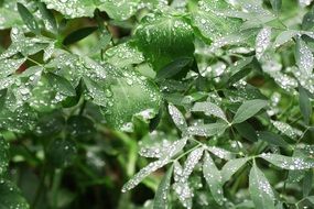 rain drop on green leaves, macro on blurred background