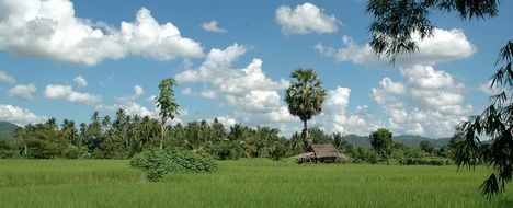 shed on rice field, rural landscape, thailand