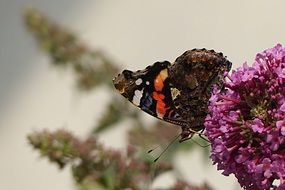 Butterfly on a plant Buddleja davidii