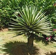 growing agave plant in nature