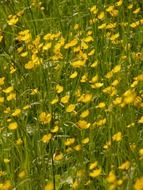 yellow buttercups among the green grass