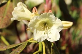 bloom on a bush