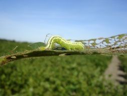 extraordinarily beautiful worm larva